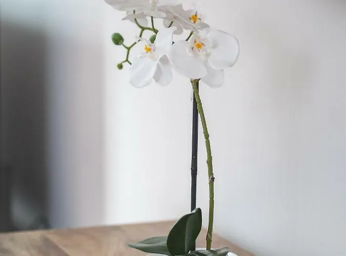 Lägenhet City Apartments Siegburg *